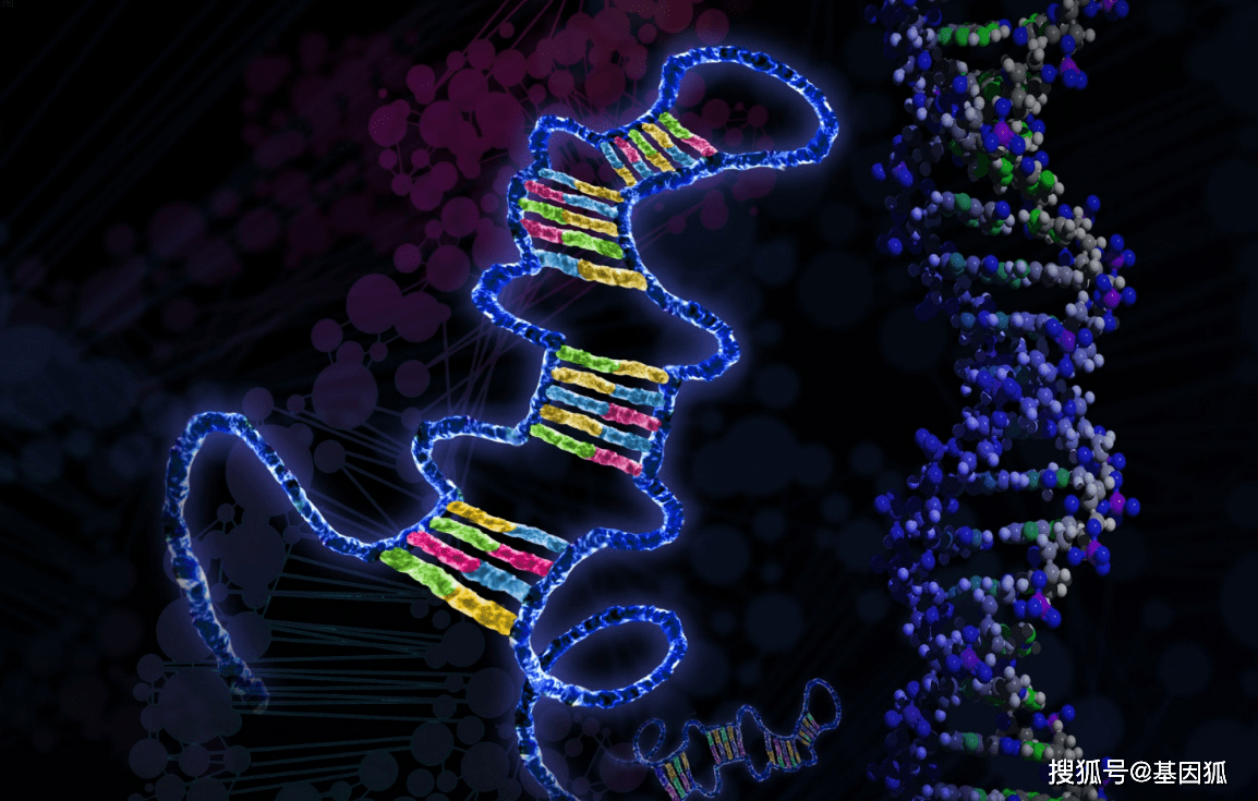 经验分享：非编码RNA（non-coding RNA, ncRNA）简介