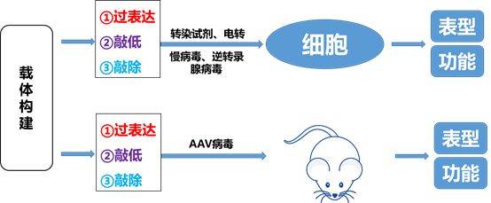 【干货】教你如何选择最合适的载体